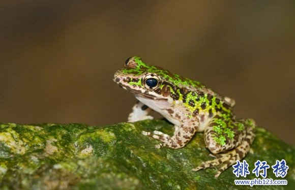 世界上只有中國才有的青蛙,花臭蛙（我國特有的蛙類）