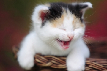 世界上最貴的貓排名：草原貓一隻2萬美元
