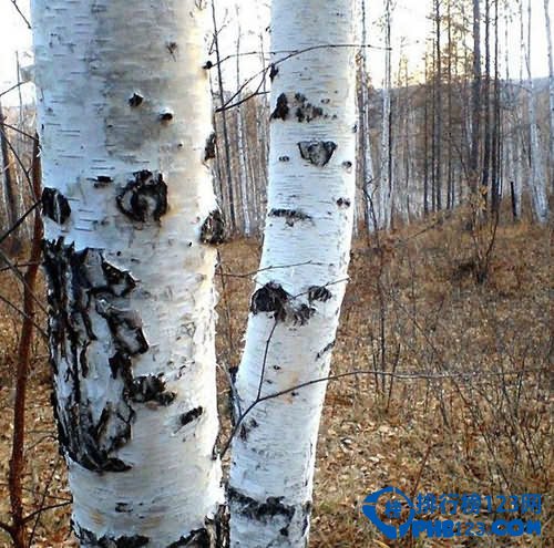 世界上最硬的樹木：鐵樺樹