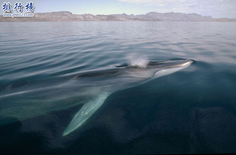 世界上最大的十種鯨魚：藍鯨最大 第4種睪丸重500公斤