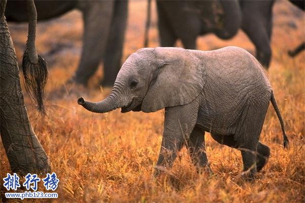 世界上最小的大象：小姐象體型跟貓差不多