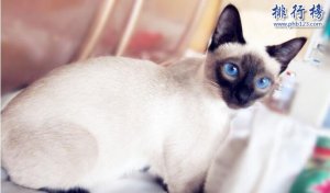 哪種貓咪最萌最可愛？世界十大最可愛貓咪排行榜