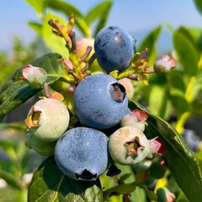 澄江藍莓