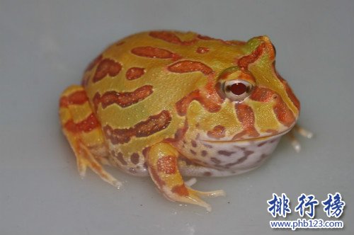 世界上最漂亮的青蛙,南瓜角蛙看起來像個小南瓜（白化後的鐘角蛙）