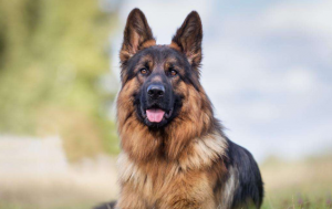 搜救犬十大品種排名：拉布拉多上榜，它是我國的培育犬