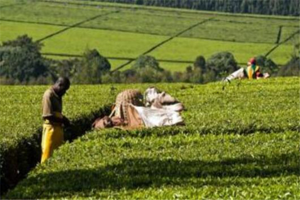 世界飲茶十大國家 巴基斯坦上榜，第一不是中國
