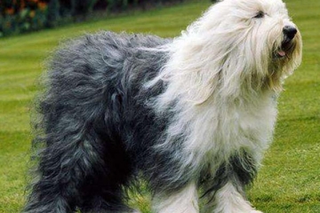 英國十大名犬：你喜歡忠誠又善良的英國鬥牛犬嗎？