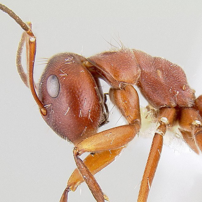 馬來西亞爆炸螞蟻