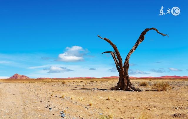 撒哈拉沙漠發現“隱形”森林 短命植物是生命的另類頑強
