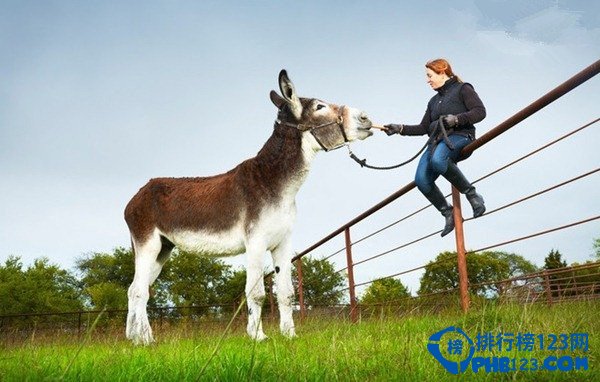 世界之最世界上最高的驢：高達172.72厘米