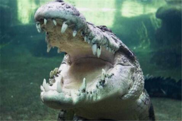 世界十大最兇猛動物 河馬一口能咬死鱷魚，獵人最怕巨型野豬