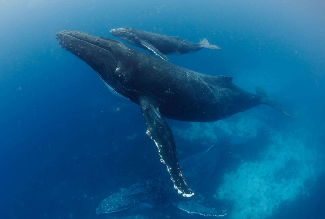 世界十大珍稀海洋動物 這些珍稀生物，你認識幾種