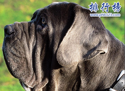 世界100禁養猛犬排行榜