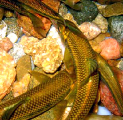 泰山赤鱗魚