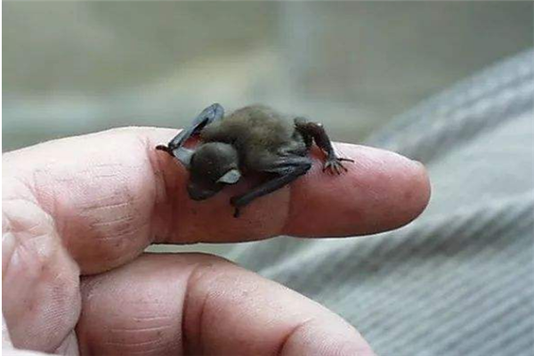 世界上最小的生物排名