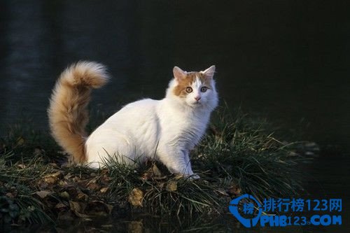 世界十大最名貴貓排行榜 最名貴貓介紹
