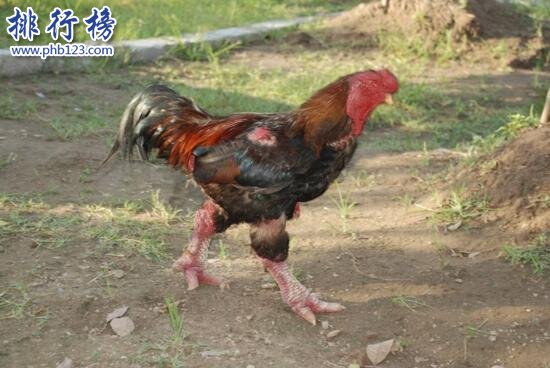 世界上最貴的雞排行榜：“蘭博雞尼”597萬元一隻
