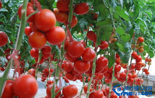 十大健康食品：番茄