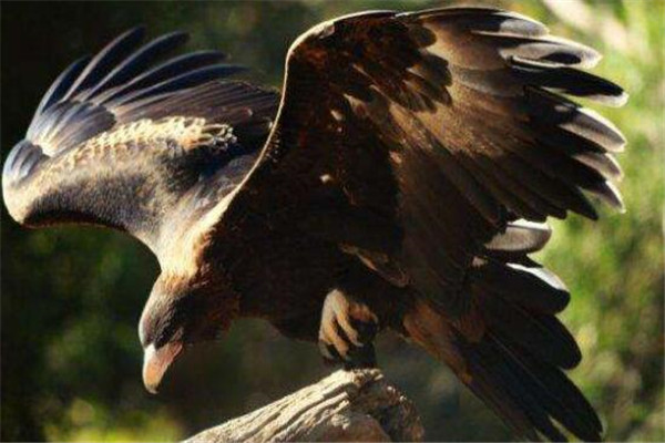 世界十大最凶的鳥 獵鷹會將獵物撕成裂肉，第七曾擊殺過小孩