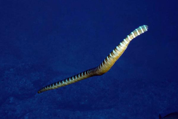 世界上最毒的蛇排名 貝爾徹海蛇