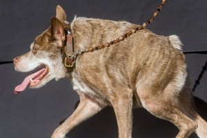 世界上最醜的狗：卡西莫多(圖)