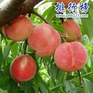 蔣福山水蜜桃