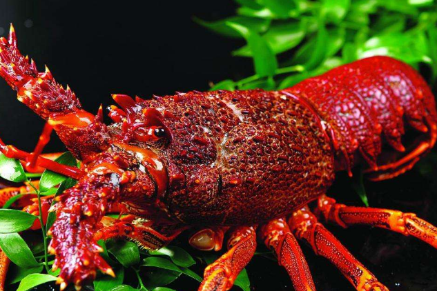 世界七大頂級的龍蝦 澳洲龍蝦僅排第五，第一為波士頓龍蝦