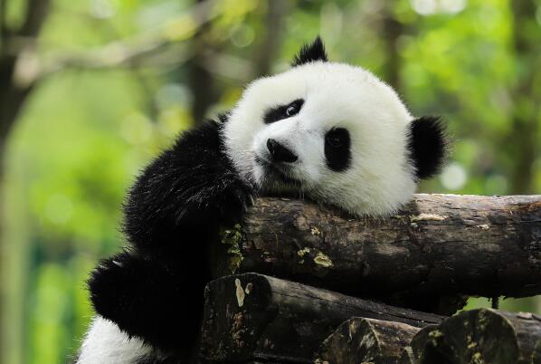 中國十大最可愛的動物