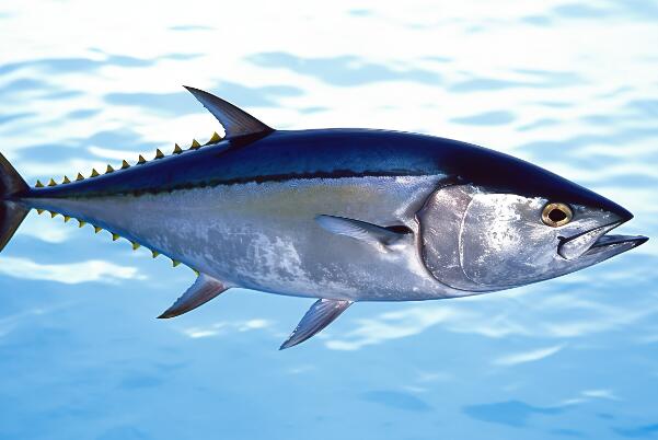 世界十大體型最大的食肉魚類