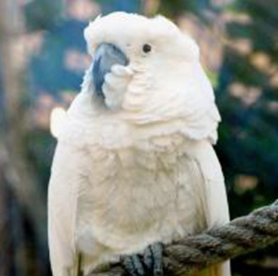 白鳳頭鸚鵡