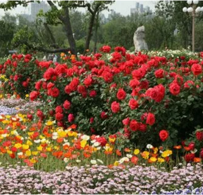 花卉觀賞園