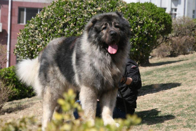 世界兇猛的十大護衛犬 藏獒上榜，高加索位列第一