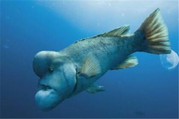 世界十大奇怪的魚 水滴魚以長得醜聞名，最後一個攻擊性很強