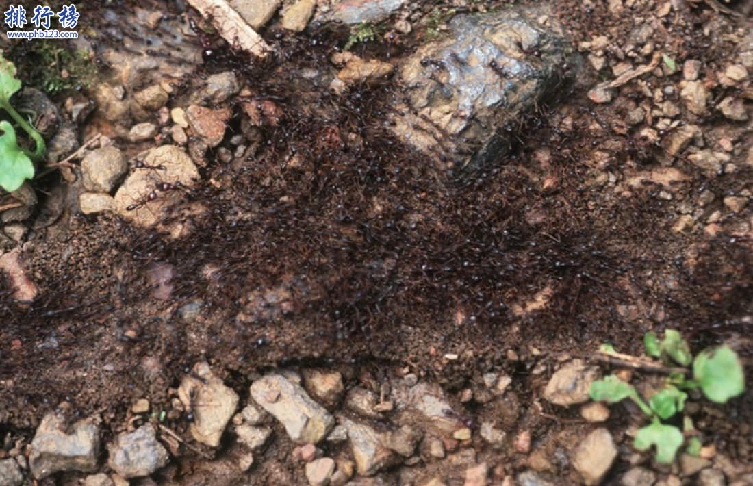 昆蟲界十大頂級殺手：黑刺大齶蟻曾滅二戰德軍精銳！