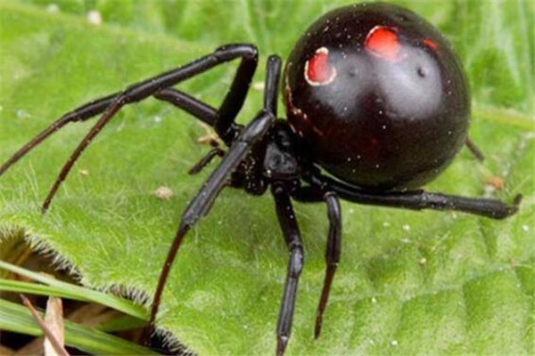 世界十大蜘蛛 六眼沙蛛上榜，智利紅玫瑰很適合家養