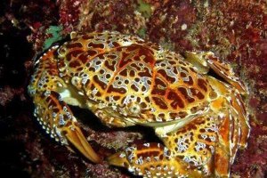世界十大最毒的螃蟹 銅鑄熟若蟹一口就能致人死亡