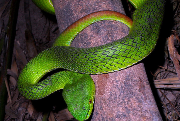 世界十大綠色蛇類