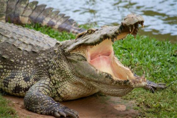 世界十大鱷魚 恆河鱷喜歡攻擊人類，你認識哪幾個