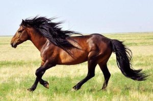世界十大名馬排行榜 熟知的汗血寶馬排第三 第一身價不菲