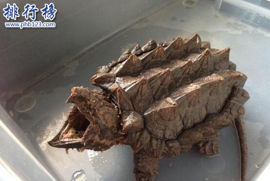 世界上最可怕的烏龜：棱皮海龜口內布滿數千根尖齒