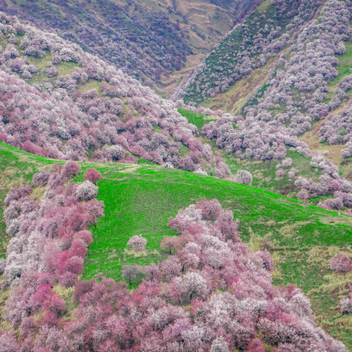 新疆春天旅遊景點排行榜