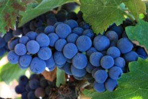 盤點世界十大紅葡萄品種，赤霞珠上榜，第八產量最小