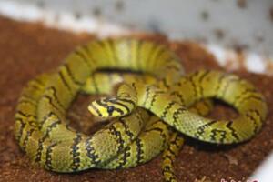 中國成功繁育世界上最美的蛇：橫斑錦蛇