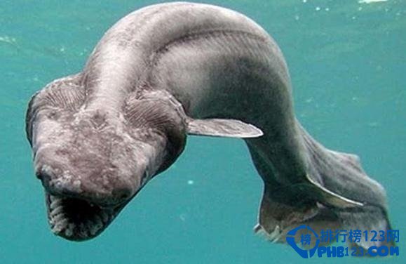 世界上最古老的動物之皺鰓鯊