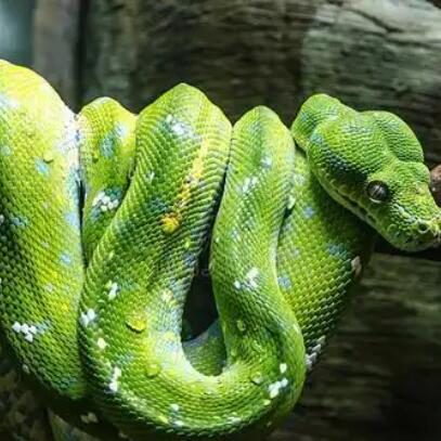非洲樹蛇