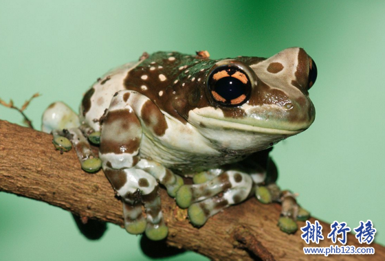 世界上最奇特的樹蛙,牛奶蛙身穿棕白迷彩服（保護色）