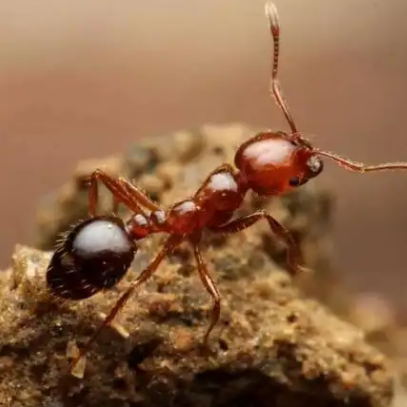 火紅蟻