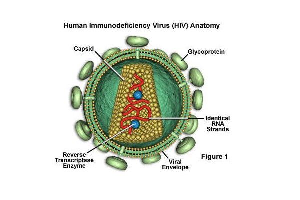 人類史上十大最危險的病毒 愛滋病毒