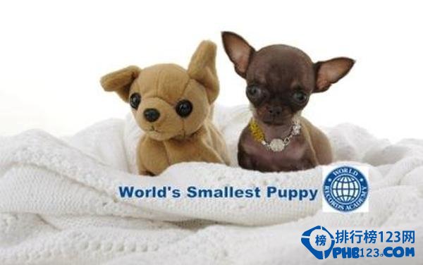世界上最小的狗：僅有9.65厘米