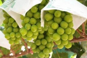 最常見的十大葡萄品種，夏黑葡萄上榜，第四是中國名特優果品之一